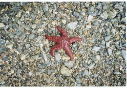 star fish