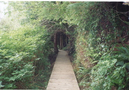 boardwalk leading to hot springs