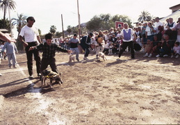 pig races!