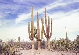 cactus