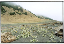 Lost coast beach