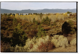 Fall colors outside of Klamath Falls