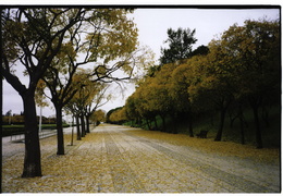 Parque, Eduardo VII, Lisbon