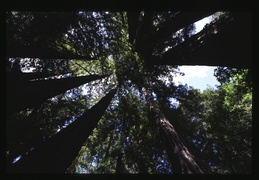 Muir Woods