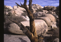 Joshua Tree National Park