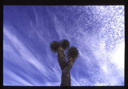 Joshua Tree