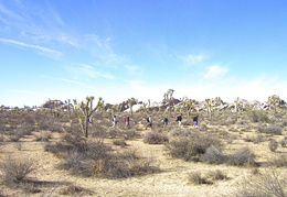 Joshua Tree climbing