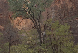 Zion National Park