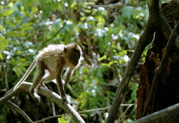 monkeys among the mangroves