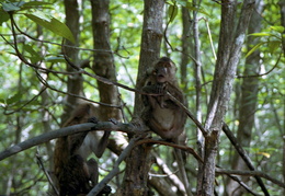 monkeys among the mangroves