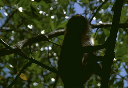 monkeys among the mangroves