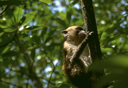 monkeys among the mangroves