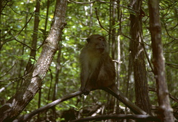 monkeys among the mangroves