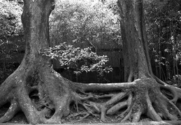 joined trees, Arashiyama