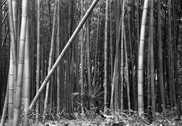 bamboo forest