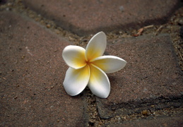 flower on bricks