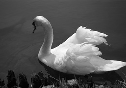 swan on lake