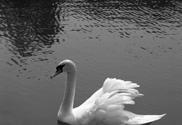 swan on lake