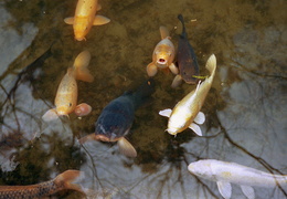 begging carp, Sanzen-in temple