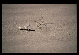 Lizard
