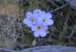 blooming in the desert