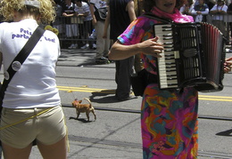 accordian