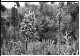 wildflowers