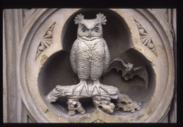 owl