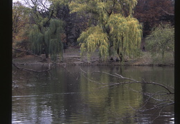 The Lake in Central Park