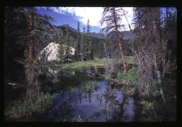 Pike National Forest