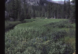 Pike National Forest