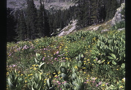 Pike National Forest