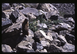 marmot