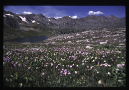 Pike National Forest