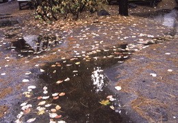 puddles around Curry Village