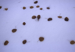 leaves on snow