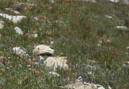 high altitude flowers