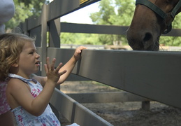 Ellie feeding the horses