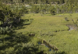 creek leading up to Mount Conness