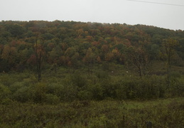 cows in the fall