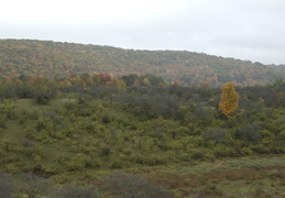 yellow tree