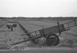 harvesting