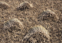 harvesting