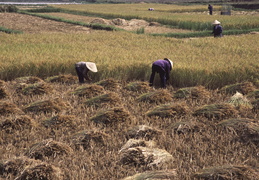 harvesting