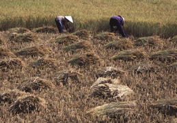 harvesting