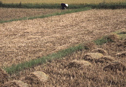 harvesting