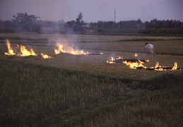 preparing the fields