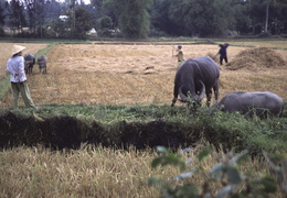 harvesting