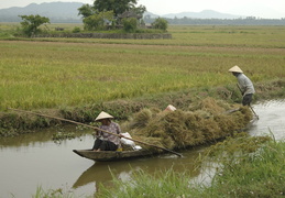 harvesting from the paddies