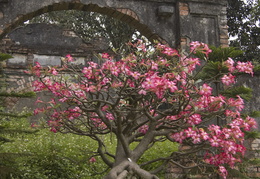 remains from the Forbidden Purple City, Hue